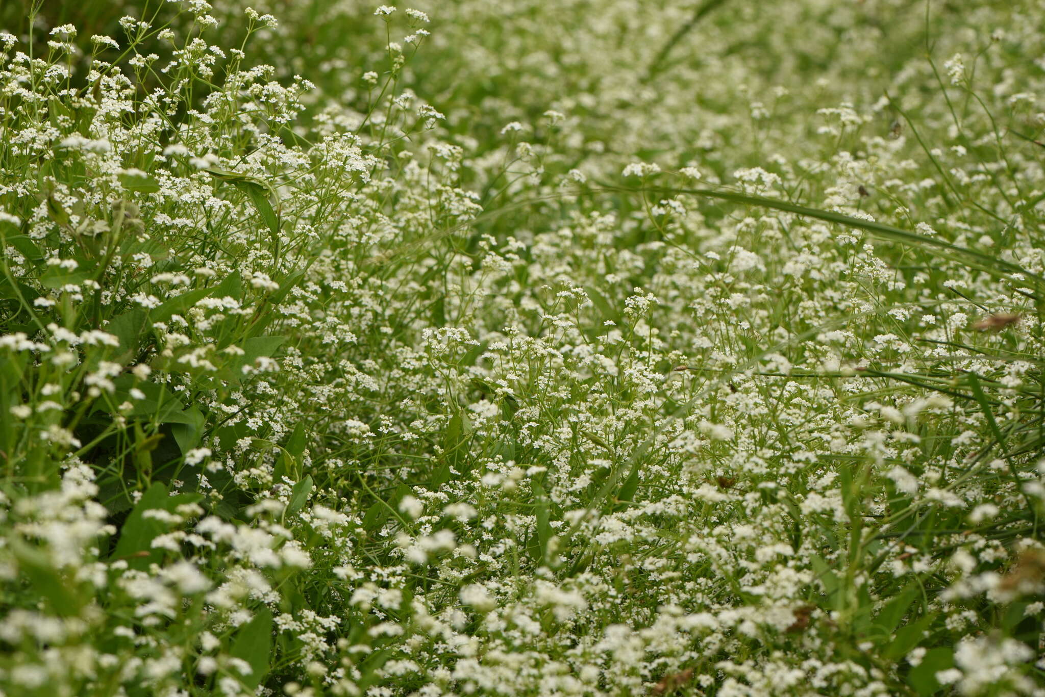 Plancia ëd Galium elongatum C. Presl