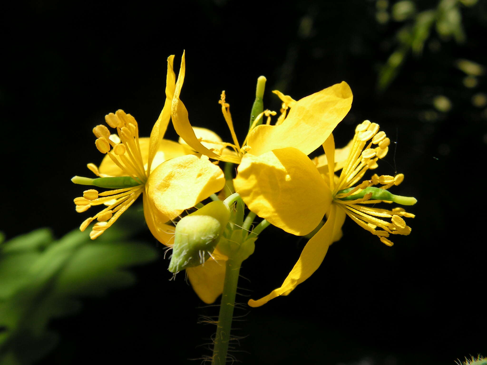 Chelidonium resmi