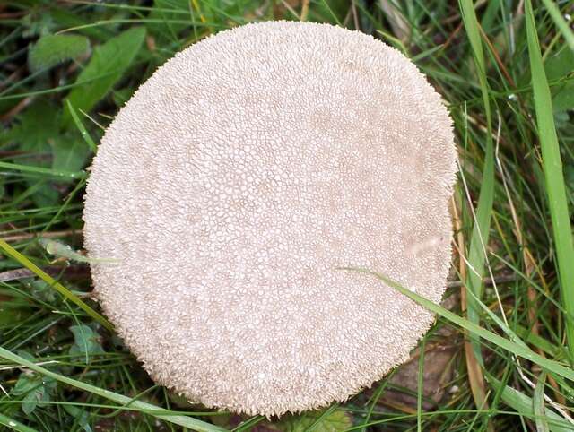 Imagem de Lycoperdon perlatum Pers. 1796