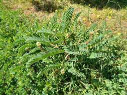 Image of Yellow Milk-vetch