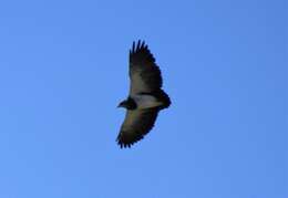 Image of Black-chested Buzzard-Eagle