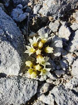 Image of Gentianella filipes (Cheeseman) T. N. Ho & S. W. Liu