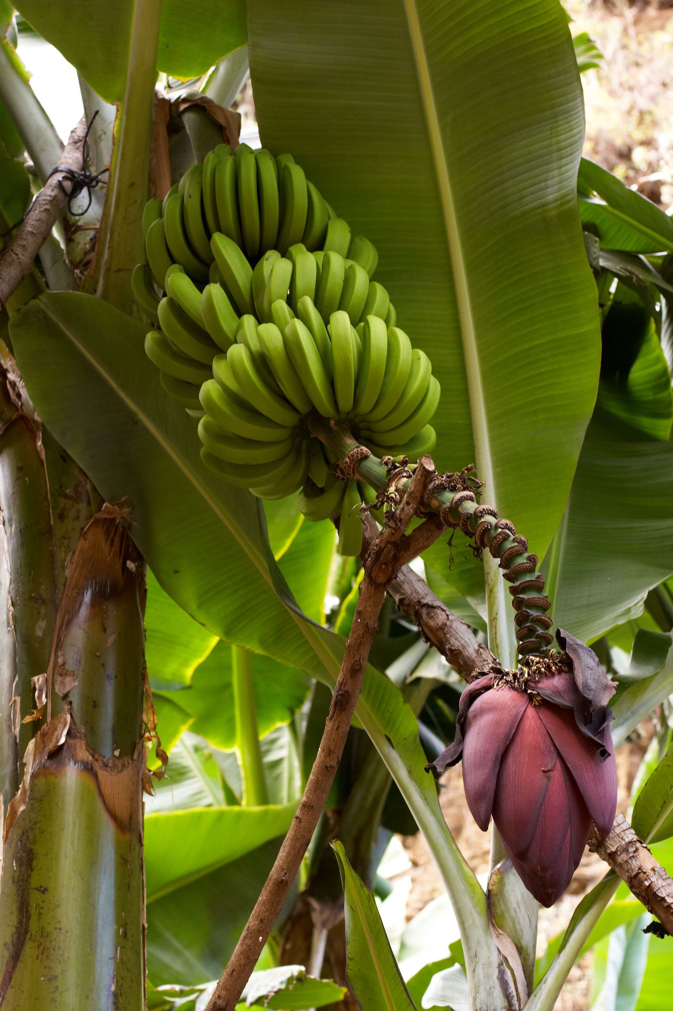 Image de figue banane