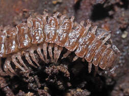 Image of Flat-backed millipede