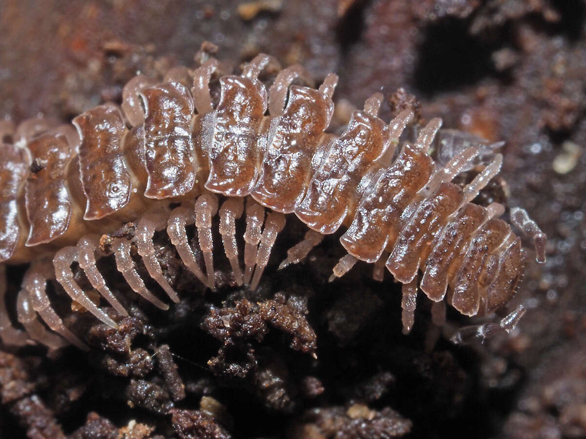 Imagem de Polydesmus angustus Latzel 1884