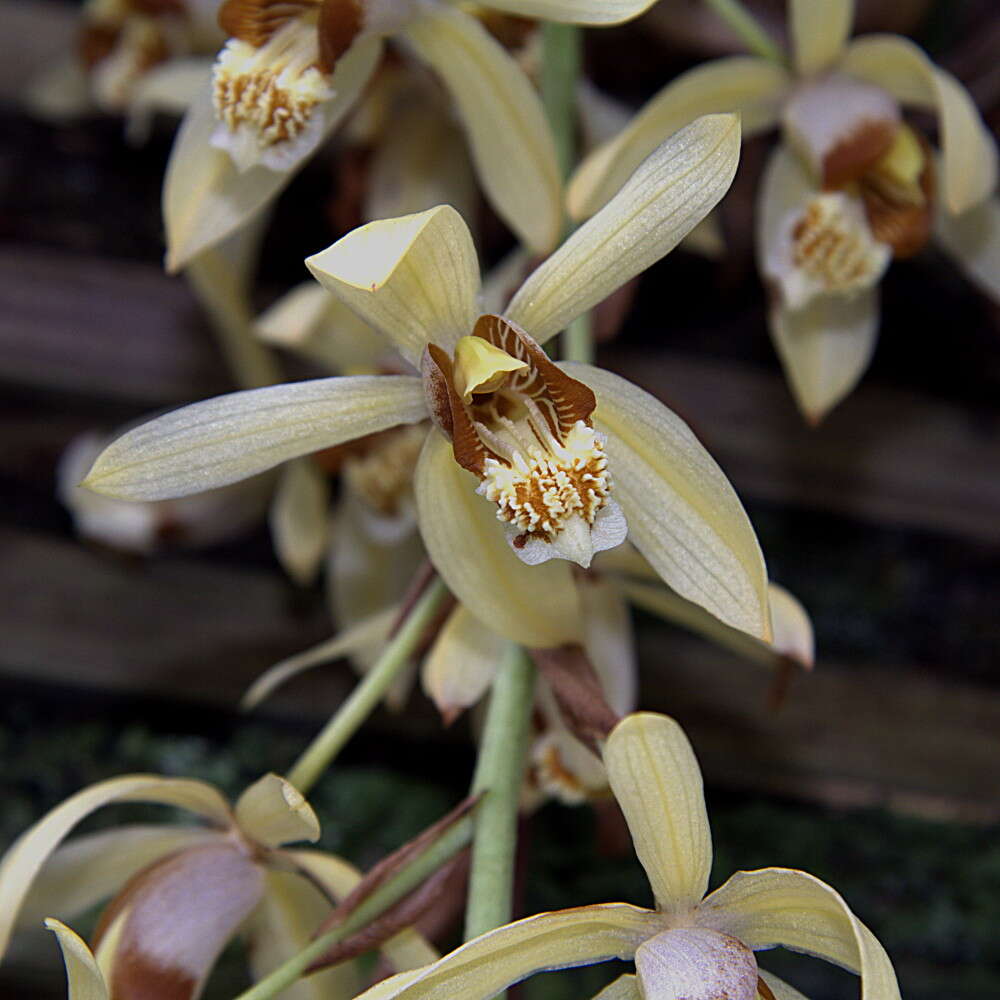 Image of Coelogyne tomentosa Lindl.