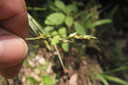 Imagem de Carex bromoides Willd.