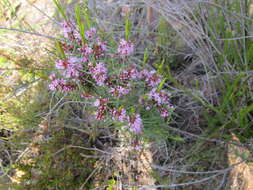 Image of Agathosma pungens (E. Mey. ex Sond.) Pillans