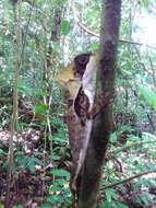 Image of Hernandez's helmeted iguana