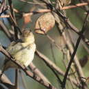 Image of Western Thornbill