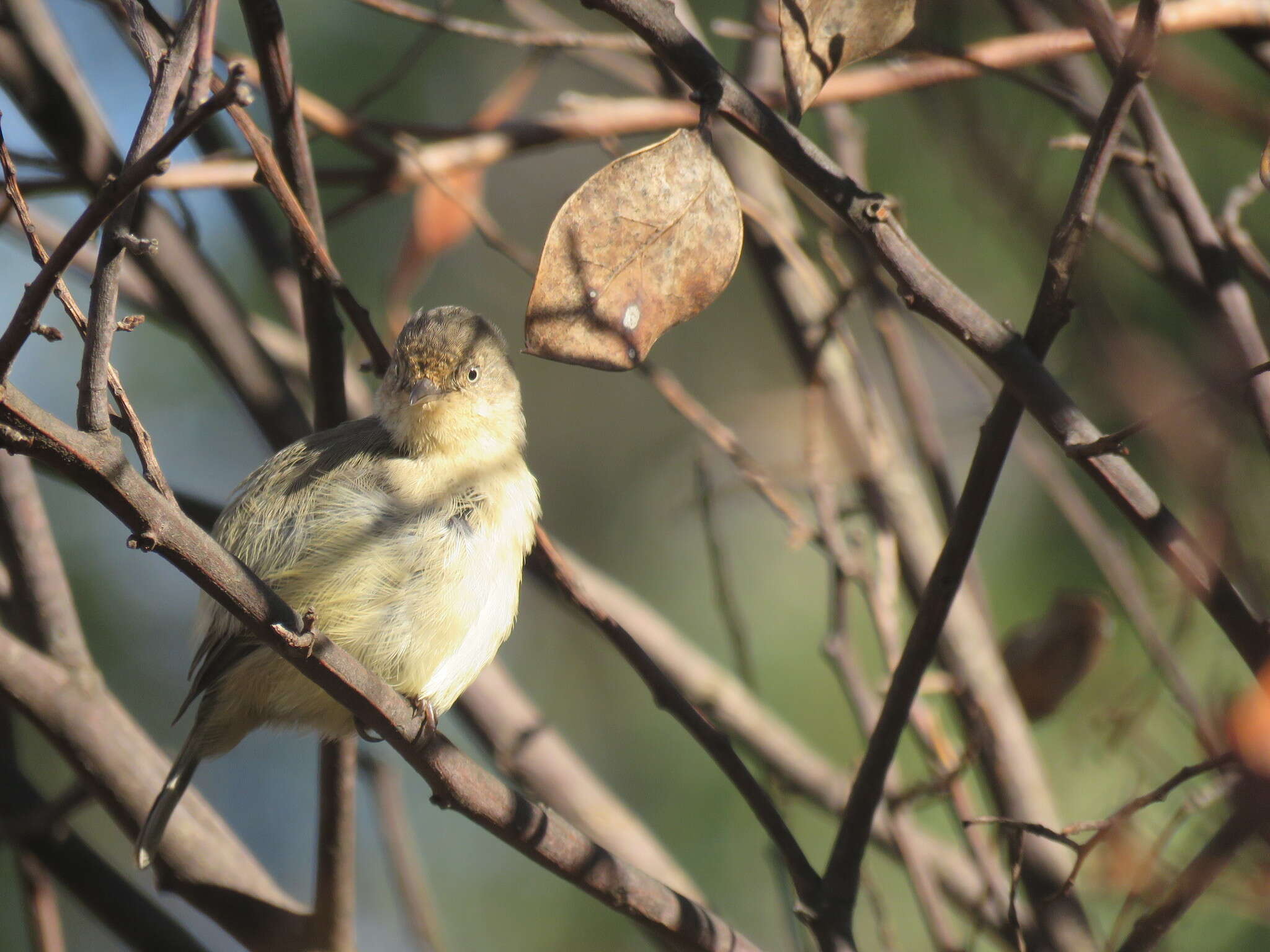 Image of Western Thornbill