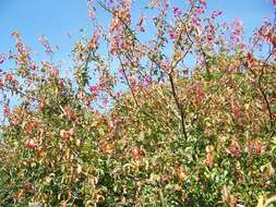 Image of Common spindle tree