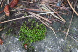 Image of bryum moss