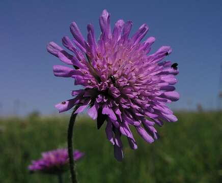 Слика од Knautia arvensis (L.) Coulter