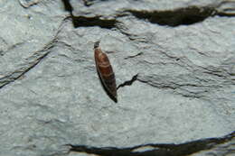 Image of Charpentieria itala (G. von Martens 1824)