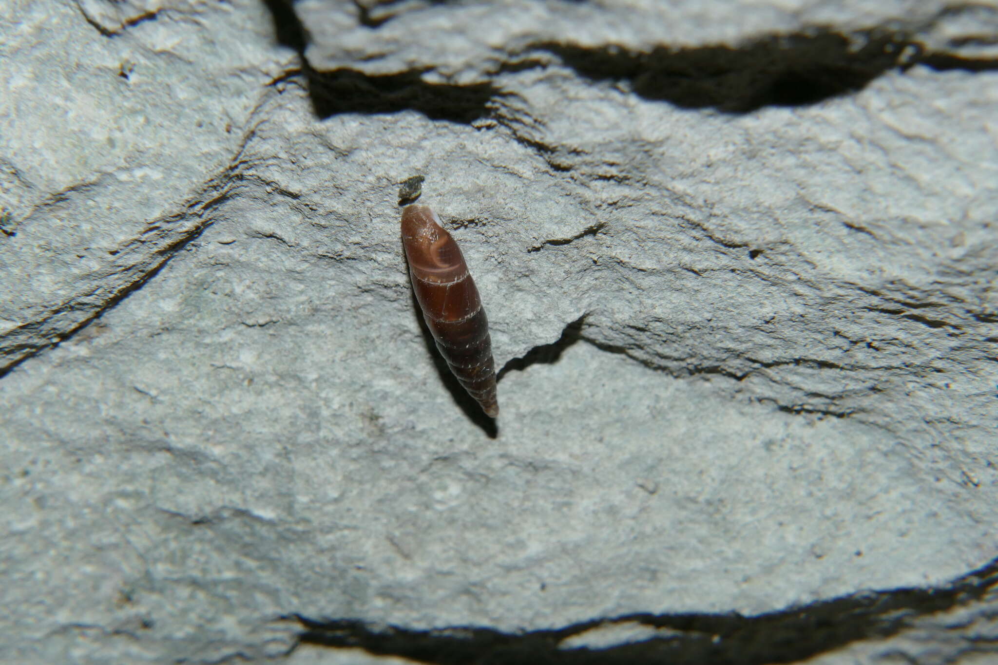 Image of Charpentieria itala (G. von Martens 1824)