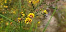 Image of Daviesia genistifolia Benth.
