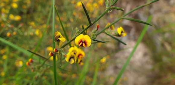Image of Daviesia genistifolia Benth.