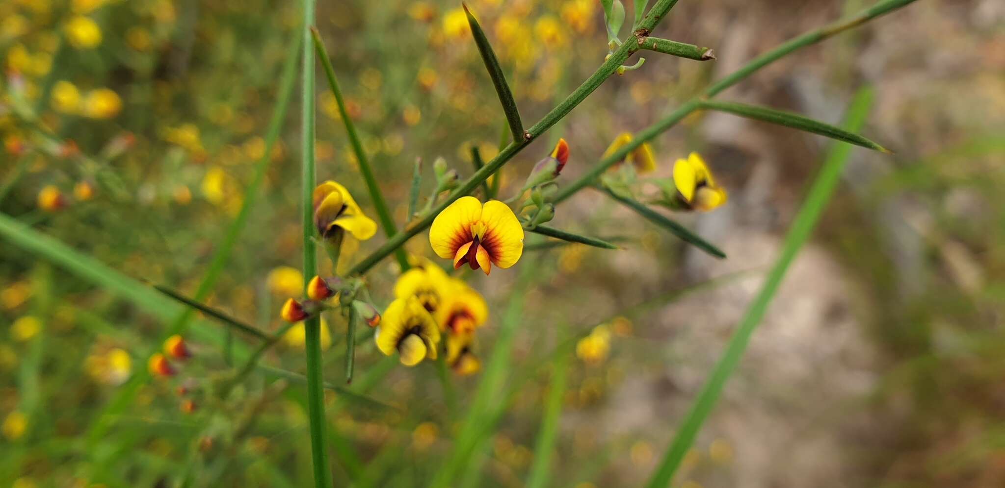 Image of Daviesia genistifolia Benth.