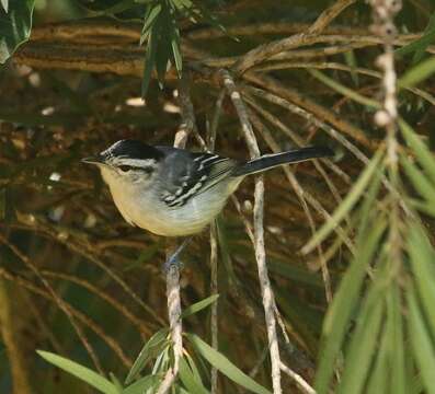 Image of Black-capped Antwren