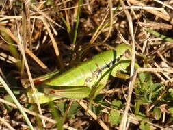 Pseudopodisma fieberi (Scudder & S. H. 1897) resmi