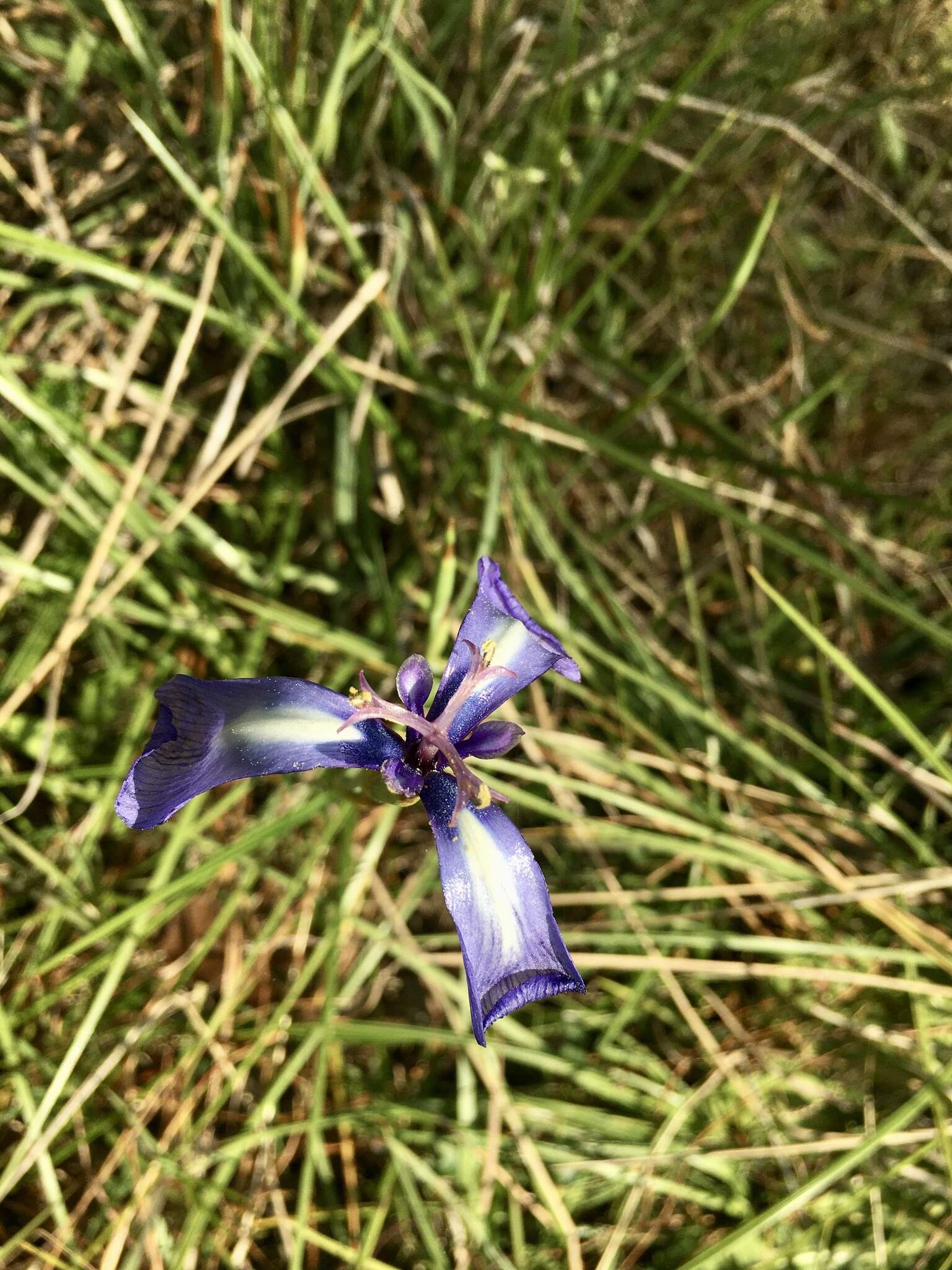 Image of Herbertia pulchella Sweet