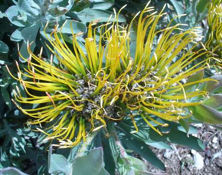 Image of Silver-leaf wheel pincushion