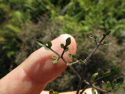 Image of Clematis marata Armst.