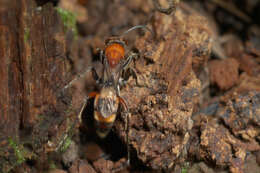 صورة Psorthaspis mariae (Cresson 1867)