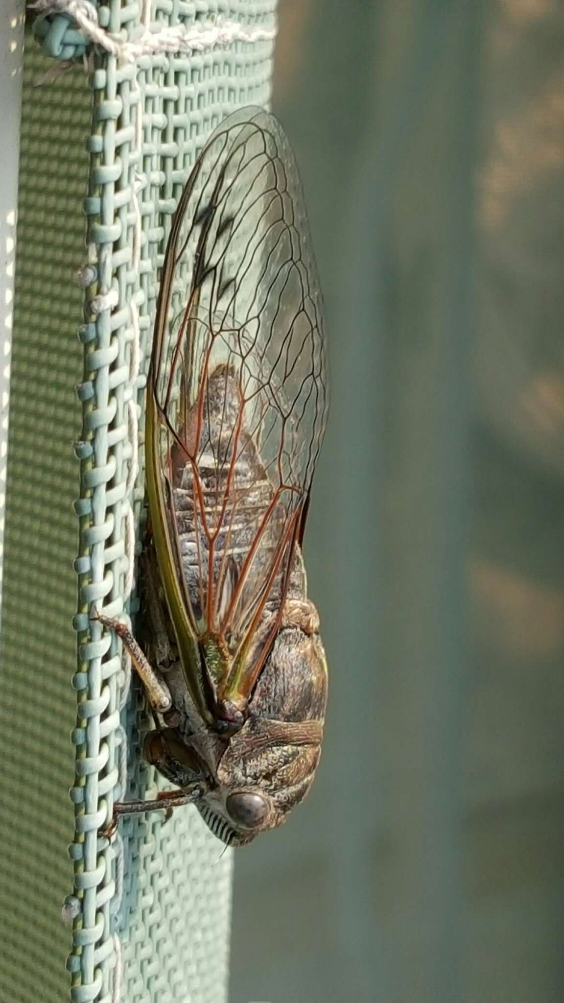 Plancia ëd Neotibicen canicularis (Harris 1841)