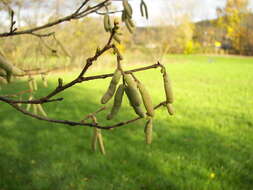 Image of Cobnut