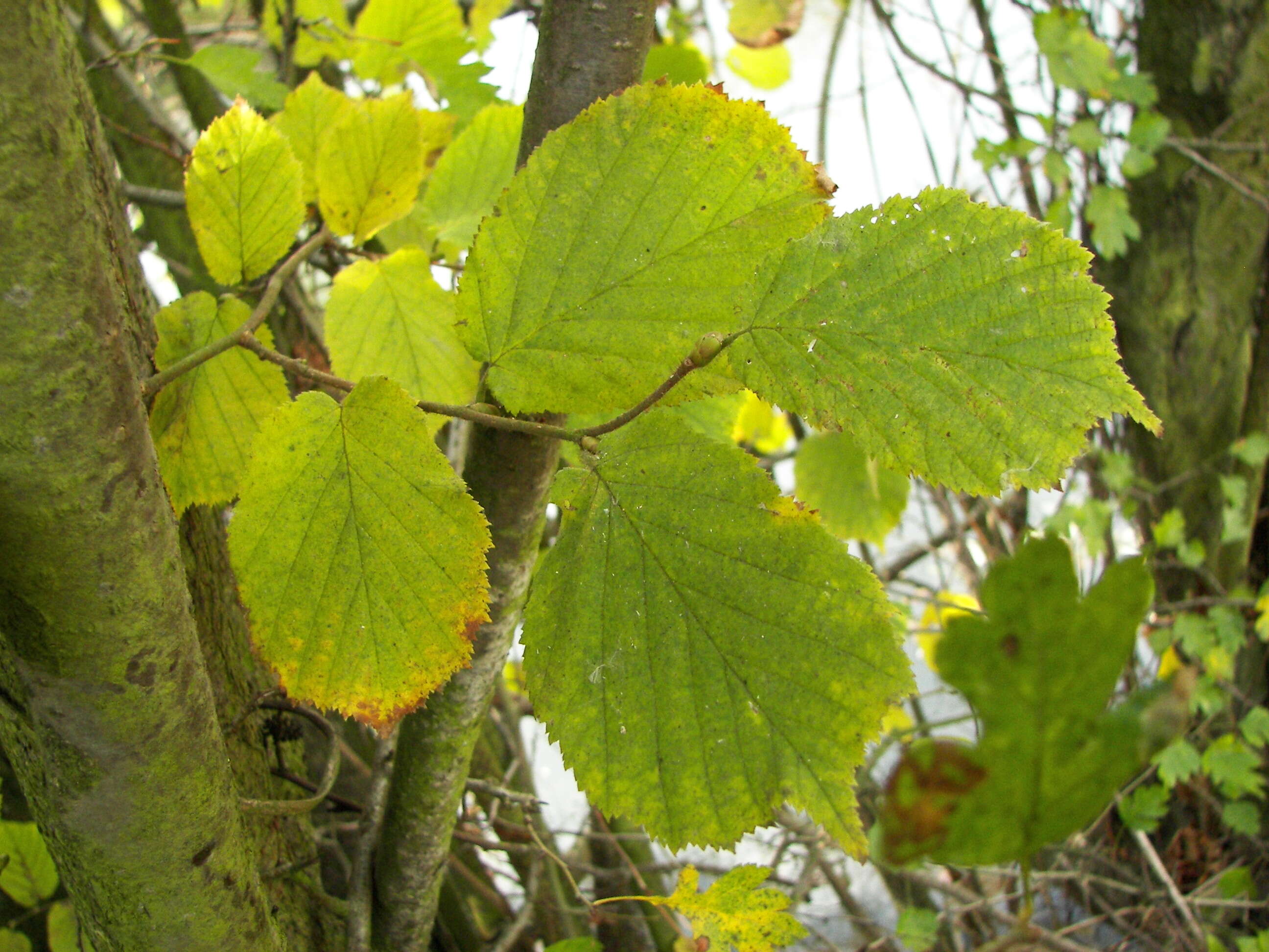 Image of Cobnut