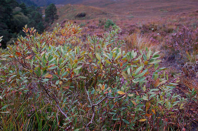 Image of Bog-myrtle