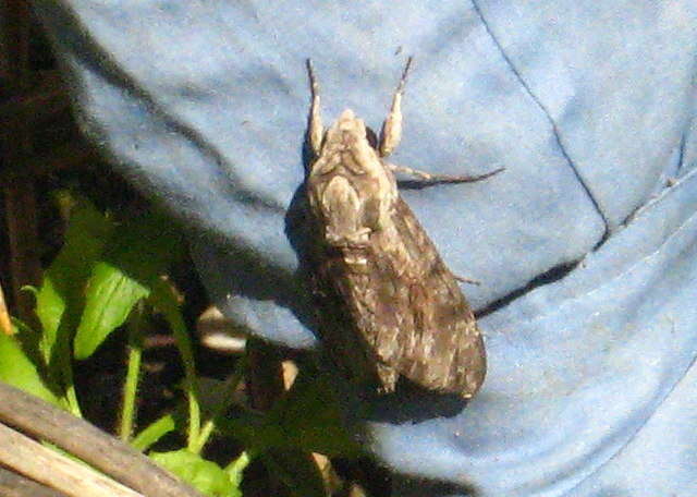 Image of convolvulus hawk moth