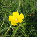 Plancia ëd Ludwigia grandiflora var. hexapetala (Hook. & Arn.) D. B. Ward