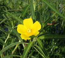 Ludwigia grandiflora var. hexapetala (Hook. & Arn.) D. B. Ward resmi