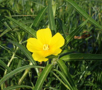 Imagem de Ludwigia grandiflora var. hexapetala (Hook. & Arn.) D. B. Ward