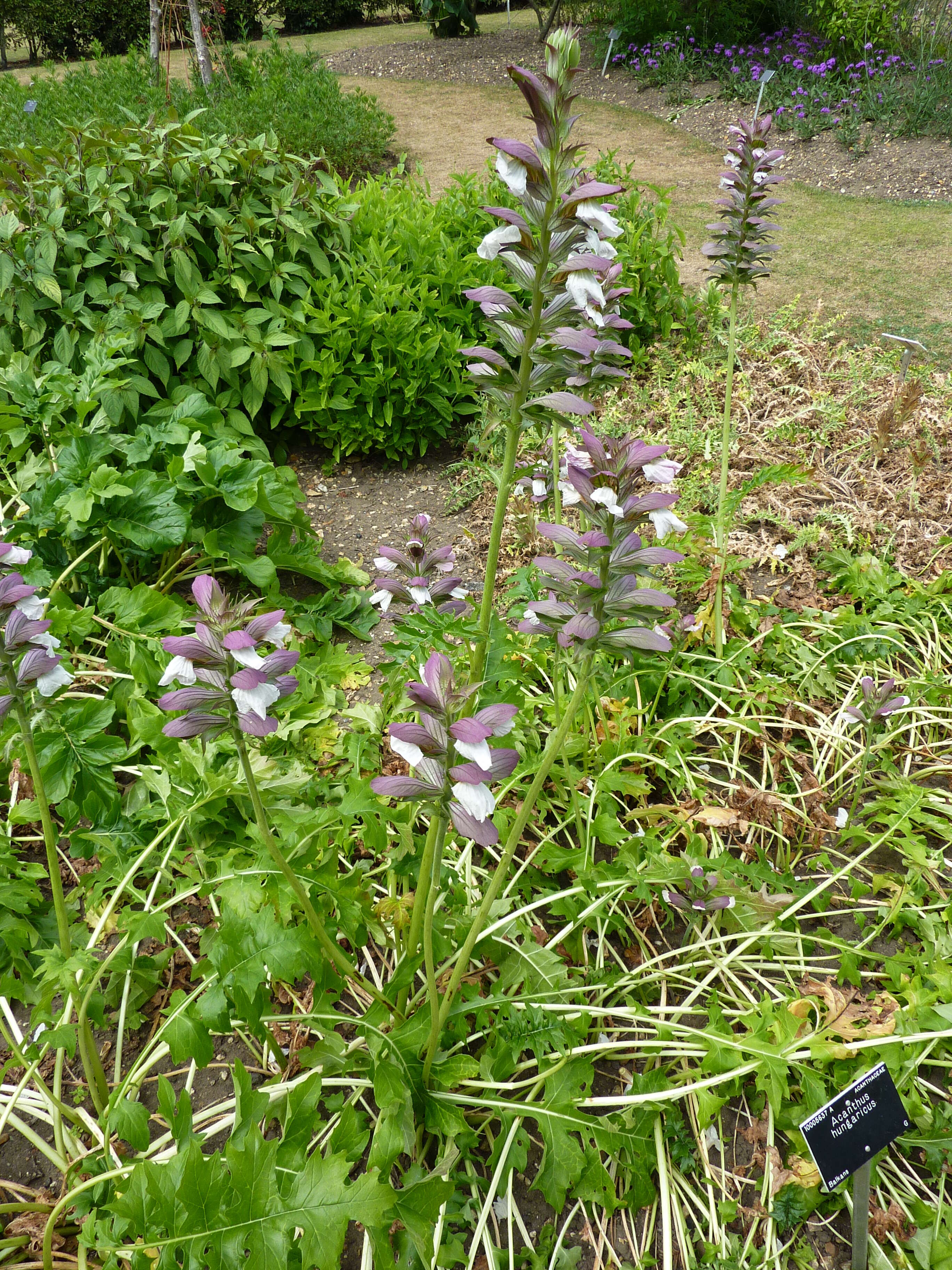 Image of Acanthus hungaricus (Borbás) Baenitz