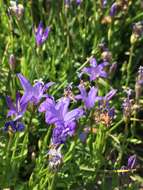 Image de Campanula wilkinsiana Greene