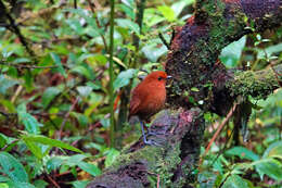 Image of Chestnut Antpitta