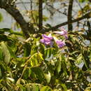 Image of Mauve bignonia