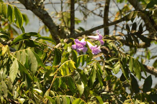 Image of Mauve bignonia