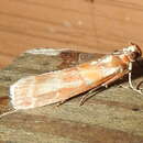 Image of Webbing Coneworm Moth