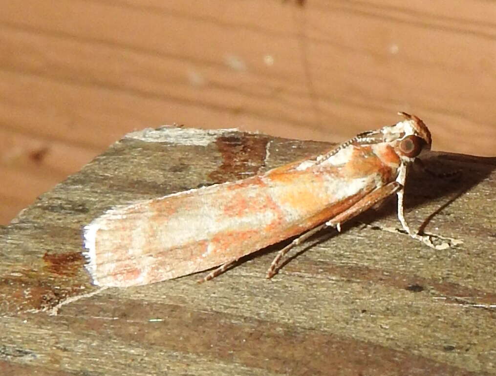 Image of Webbing Coneworm Moth