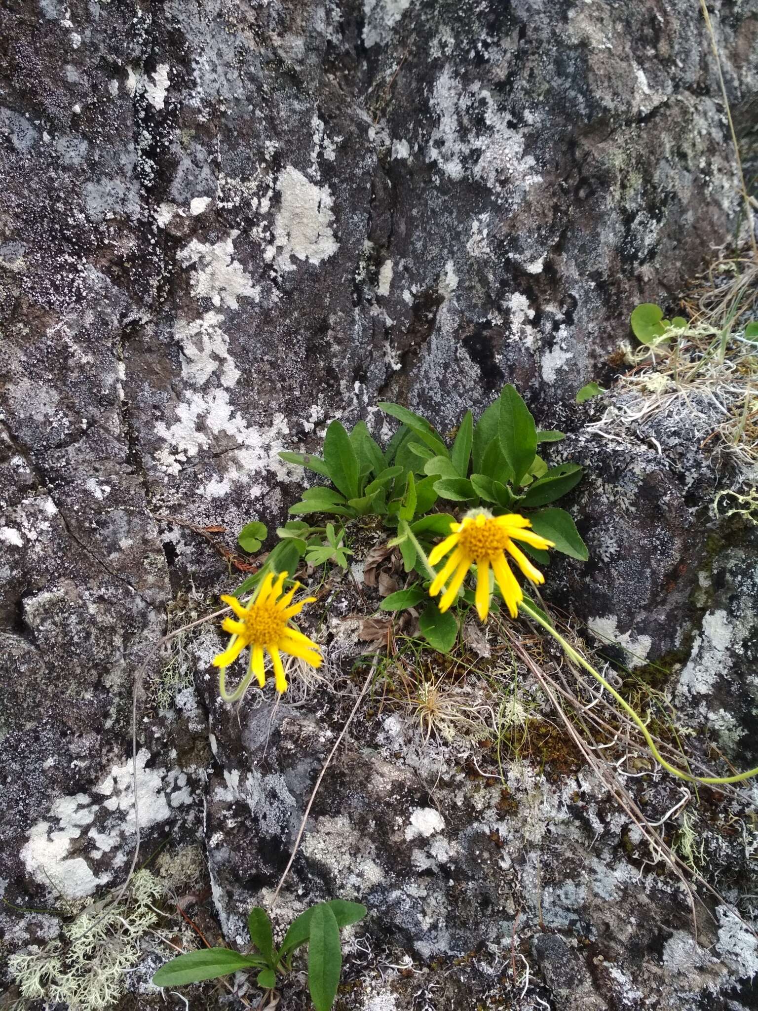 Image de Arnica angustifolia subsp. iljinii (Maguire) I. K. Ferguson