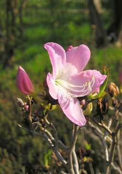 صورة Rhododendron schlippenbachii Maxim.