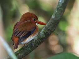 صورة Corythornis madagascariensis (Linnaeus 1766)