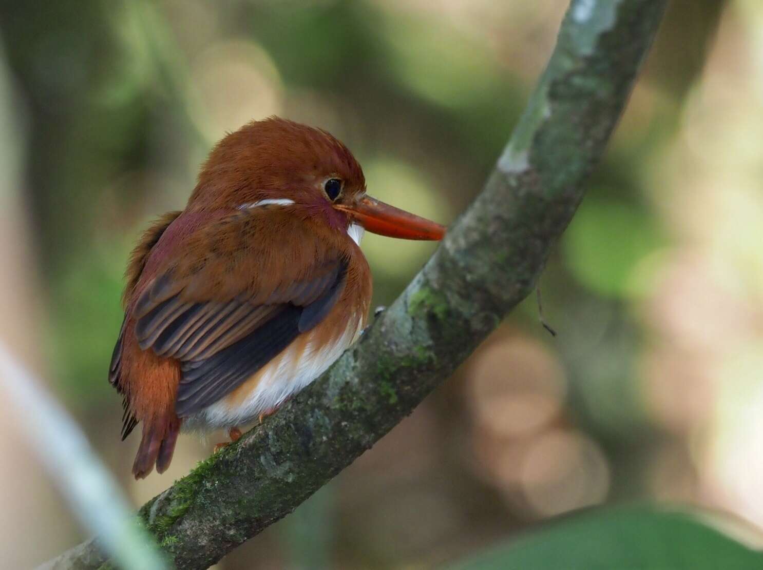 صورة Corythornis madagascariensis (Linnaeus 1766)