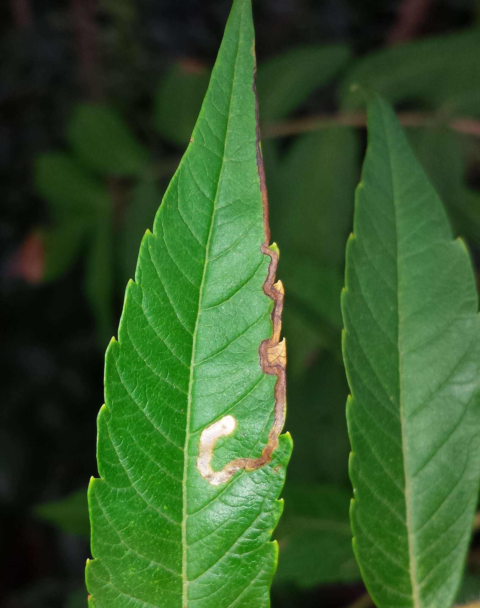 Sivun Stigmella intermedia (Braun 1917) Wilkinson et al. 1979 kuva