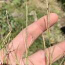 Sivun Muhlenbergia sylvatica Torr. kuva